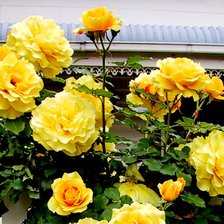 розы на заборе часть 2