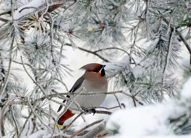 зимородок - птица, снегири.синичка, зимородок.зима, снег - оригинал