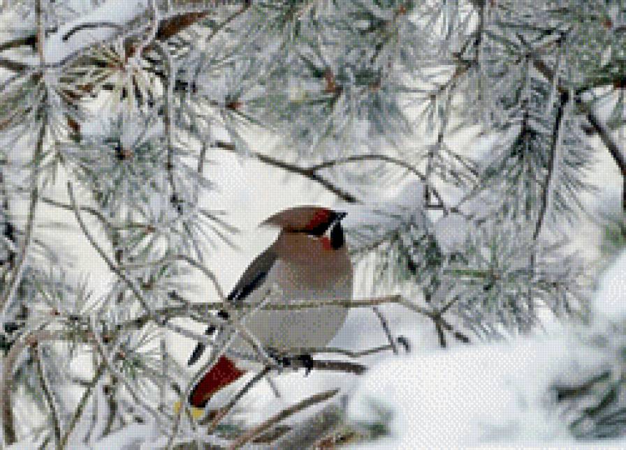 зимородок - снегири.синичка, птица, снег, зимородок.зима - предпросмотр