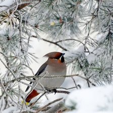 Схема вышивки «зимородок»