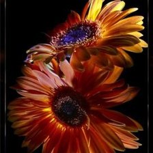 Схема вышивки «Цветы»