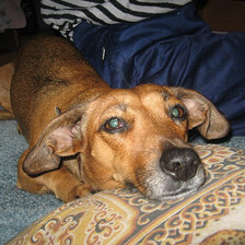 Схема вышивки «васёк»