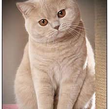 Схема вышивки «№512559»