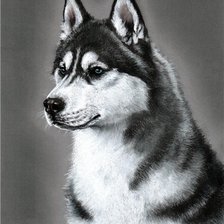 Схема вышивки «Хаски.»