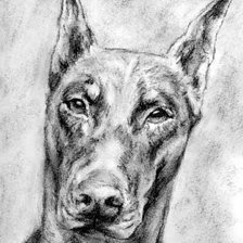 Схема вышивки «Доберман.»