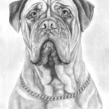 Схема вышивки «Бульдог.»