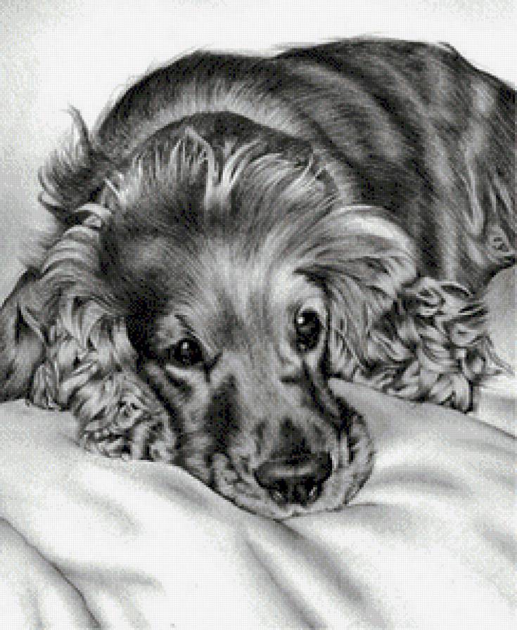 Спаниель. - животные, собаки, спаниели - предпросмотр