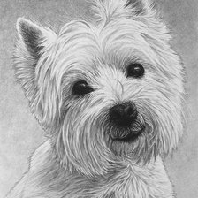 Схема вышивки «Вест-хайленд-уайт-терьер»