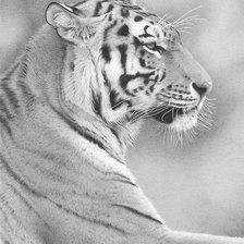 Схема вышивки «Тигр»