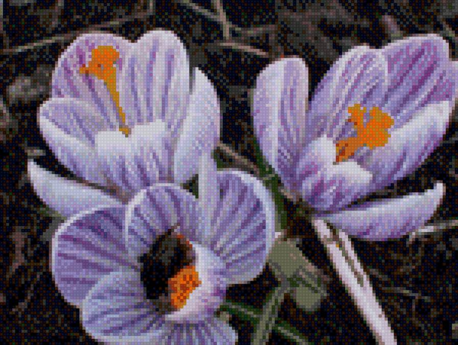 крокусы - крокусы, цветы - предпросмотр