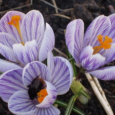 Схема вышивки «крокусы»