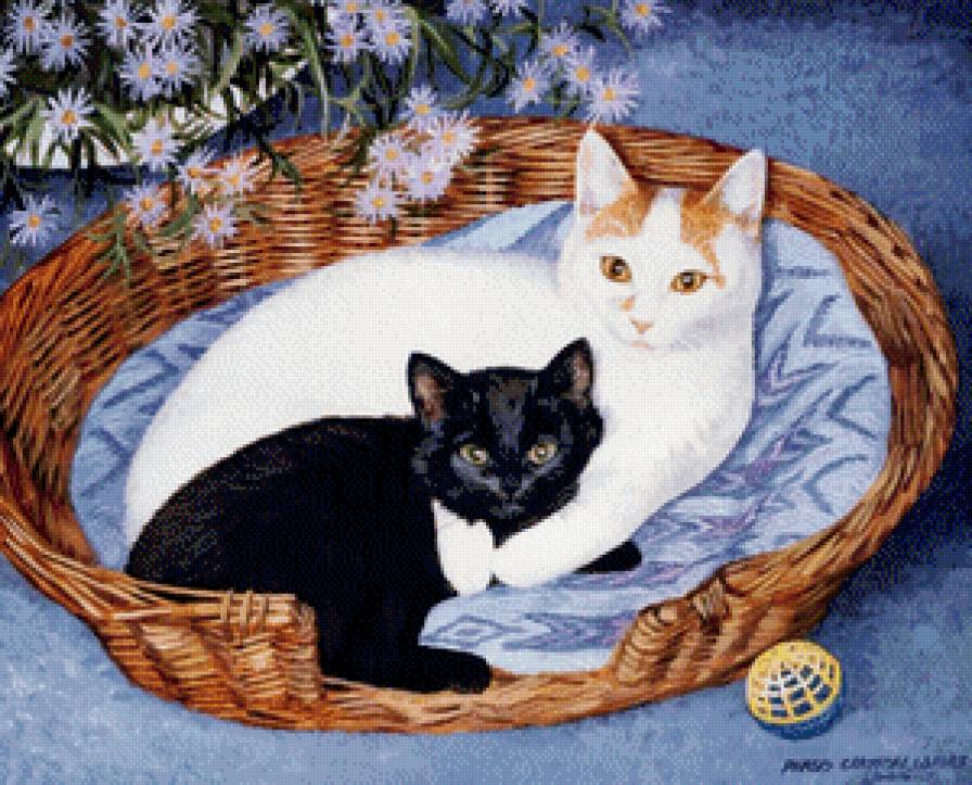 Чёрное и белое - кошки, животные, котята - предпросмотр