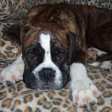 Схема вышивки «боксер»