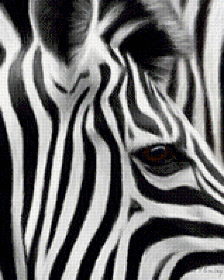 Зебра - предпросмотр