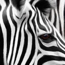 Схема вышивки «Зебра»