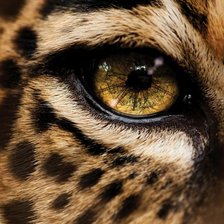 Схема вышивки «Леопард 2»