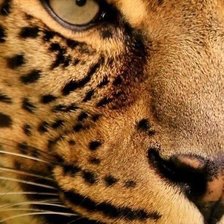 Схема вышивки «леопард»