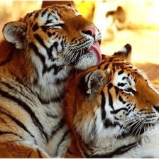 Схема вышивки «Кошаки»