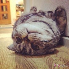 Схема вышивки «котейка)»