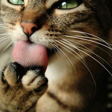 Схема вышивки «котейка)»