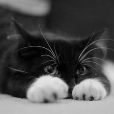 Схема вышивки «белые лапки»