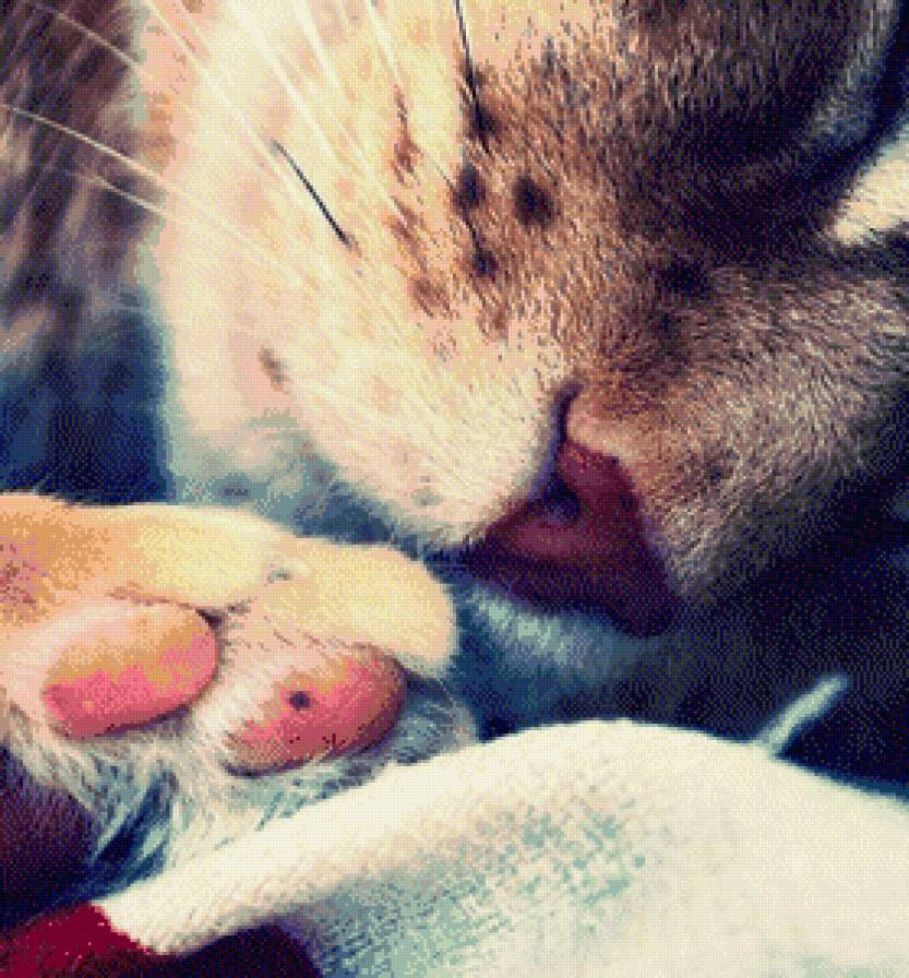 кот - на полу, кот, котэ - предпросмотр