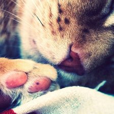 Схема вышивки «кот»