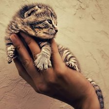 Схема вышивки «котёнок»