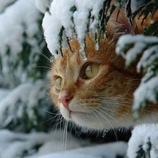 Схема вышивки «котик»