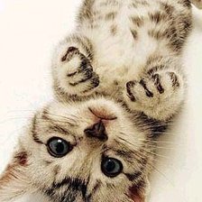 Схема вышивки «котёнок»