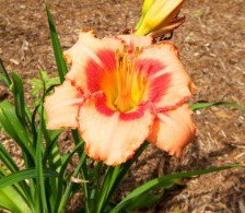 Схема вышивки «цветок»