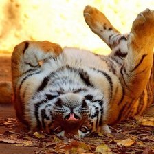 Схема вышивки «Тигр 2»