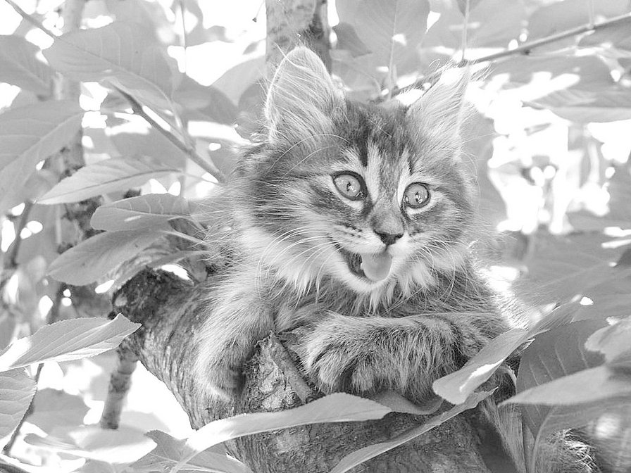 Озорник (фото) - животные, кошки, монохром, котенок - оригинал