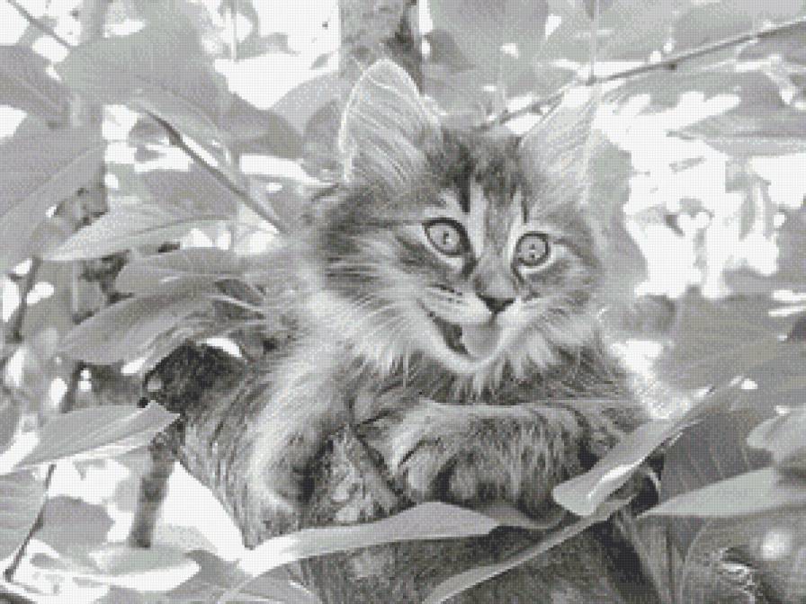 Озорник (фото) - монохром, животные, котенок, кошки - предпросмотр