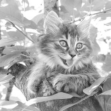 Схема вышивки «Озорник (фото)»