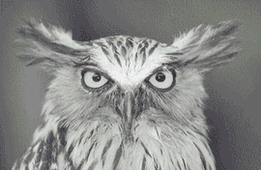 Филин - птицы, монохром, филин - предпросмотр