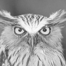 Схема вышивки «Филин»