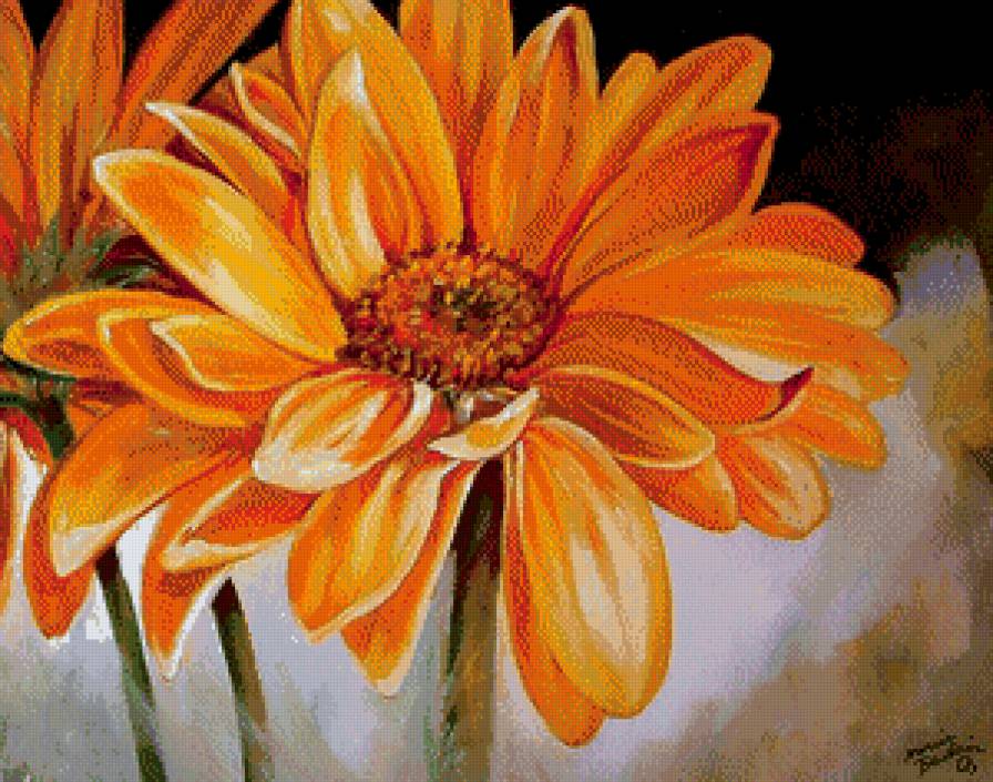 Герберы - герберы, цветы - предпросмотр