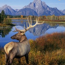 Схема вышивки «Природа»