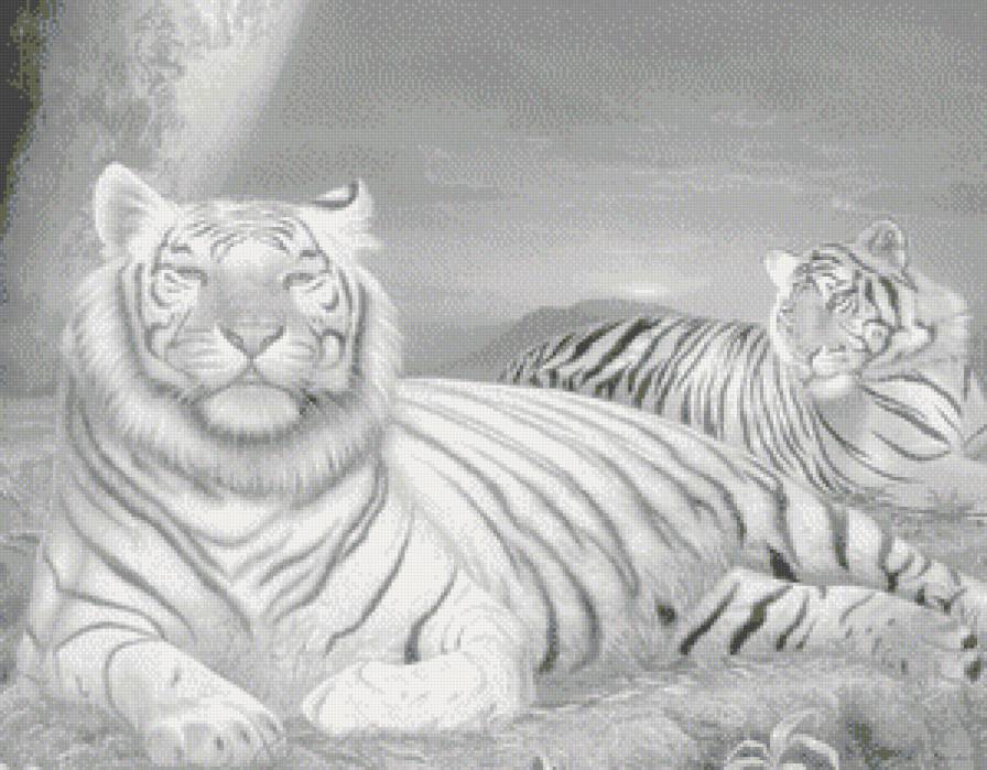 Величие и сила - тигры, большие кошки, животные, монохром, пара - предпросмотр