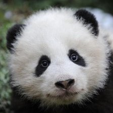 Схема вышивки «Панда»