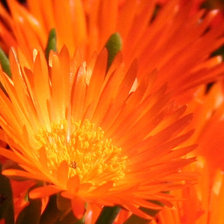 Схема вышивки «Пламя цветка»