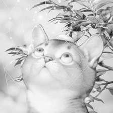 Схема вышивки «Котенок и паутинка»