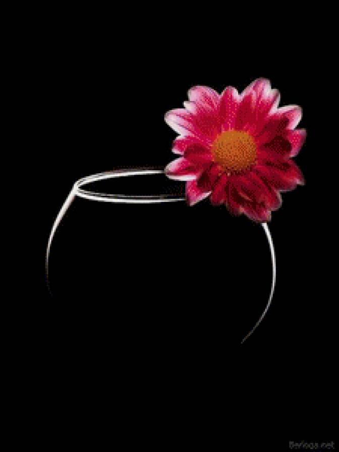 Хризантема - цветы, черный фон - предпросмотр