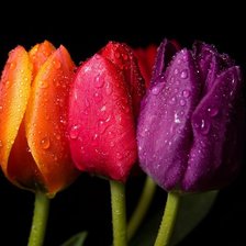 Схема вышивки «тюльпаны»