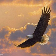 Схема вышивки «Полет орла»