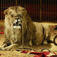 Схема вышивки «дрессировщик»