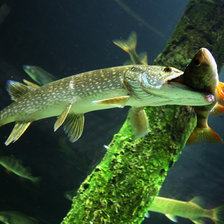 Схема вышивки «сер.рыба»