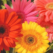 Схема вышивки «герберы»