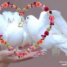 Схема вышивки «Голуби»